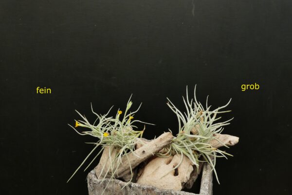 Tillandsia Old Man’s Gold (Typ I - grobes Laub) – Bild 3