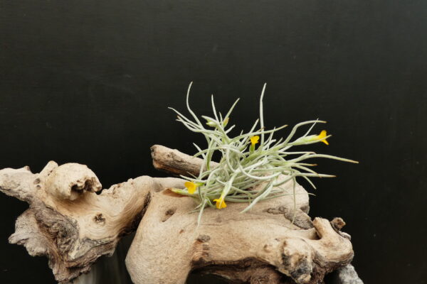 Tillandsia Old Man’s Gold (Typ II - feines Laub) – Bild 2