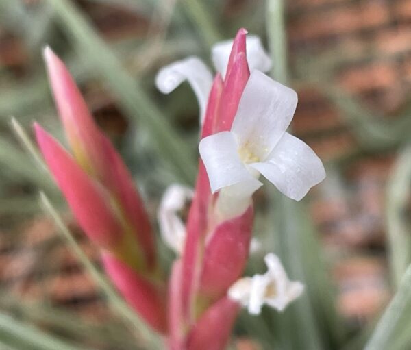Tillandsia baguagrandensis – Bild 3
