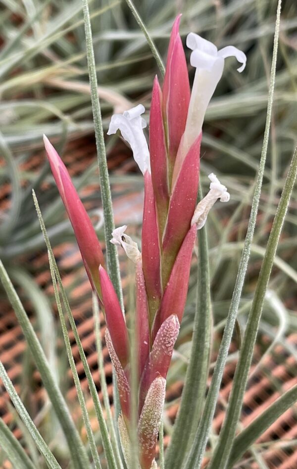 Tillandsia baguagrandensis – Bild 4