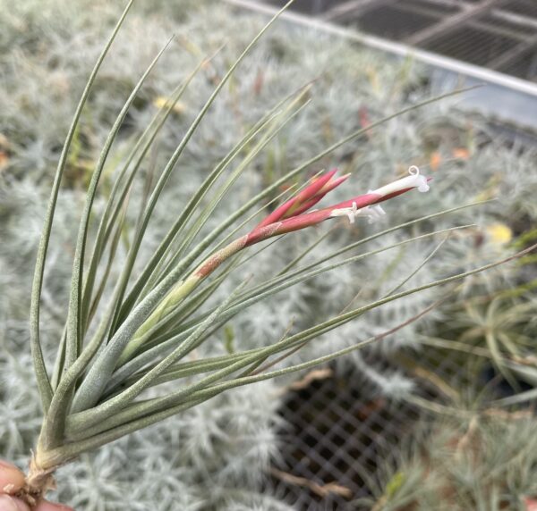 Tillandsia baguagrandensis – Bild 7