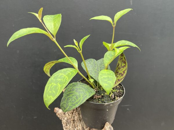 Aeschynanthus marmoratus (gefelckte Schamblume) – Bild 3