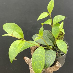 Aeschynanthus marmoratus (gefelckte Schamblume)