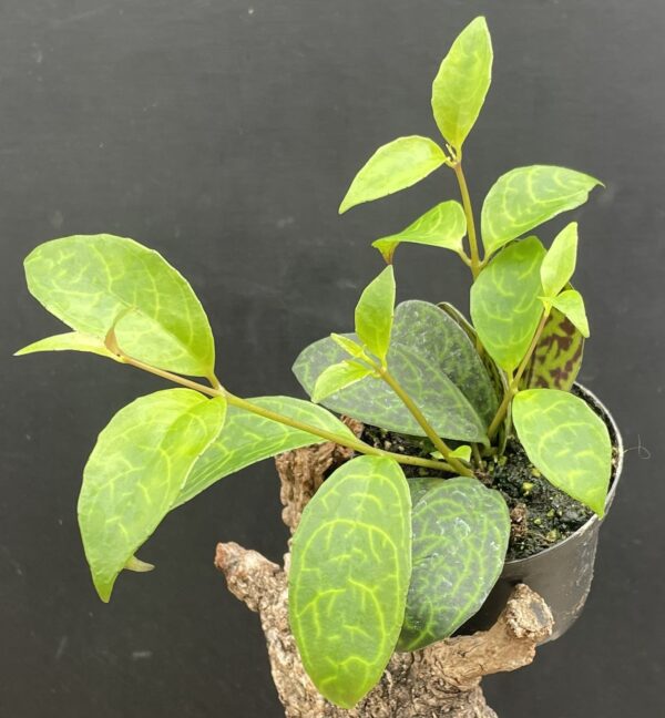 Aeschynanthus marmoratus (gefelckte Schamblume)