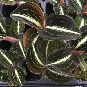 Anoectochilus leylii 'Dunkel'