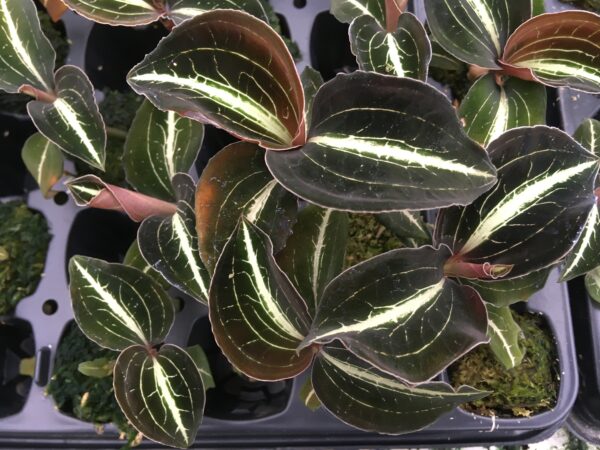 Anoectochilus leylii 'Dunkel'