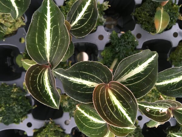 Anoectochilus leylii 'Dunkel' – Bild 2