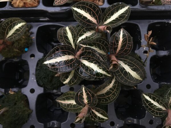 Anoectochilus leylii 'Dunkel' – Bild 3
