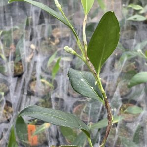 Anthurium pusillum (scandens var. pusillum)