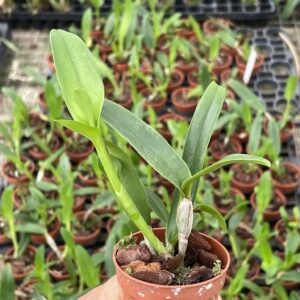 Cattleya aurantiaca 'Mishima Spots'