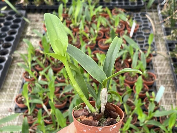 Cattleya aurantiaca 'Mishima Spots'