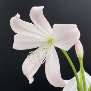 Crinum moorei (Busch-Hakenlilie)