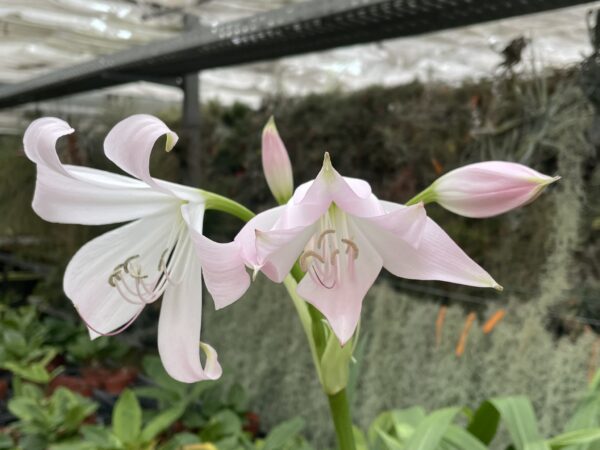 Crinum moorei (Busch-Hakenlilie) – Bild 3