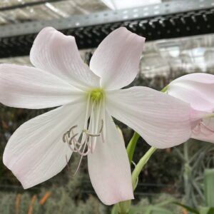 Crinum moorei (Busch-Hakenlilie)