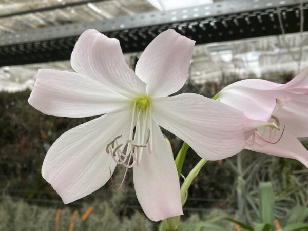 Crinum moorei (Busch-Hakenlilie)