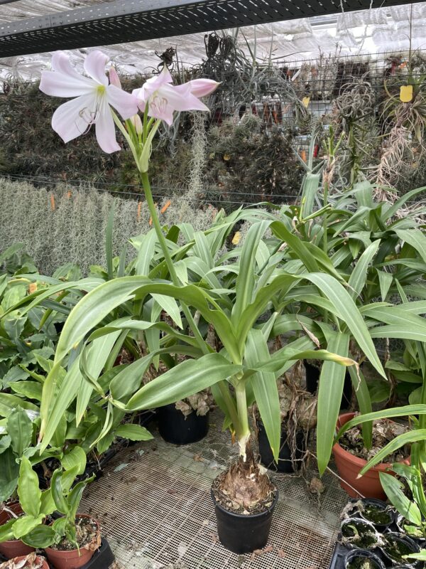 Crinum moorei (Busch-Hakenlilie) – Bild 4