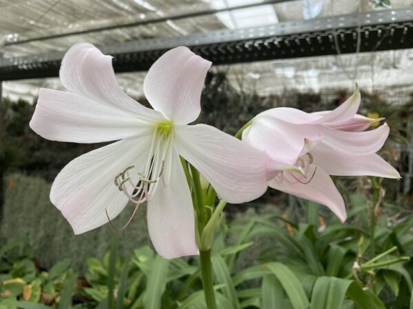 Crinum moorei (Busch-Hakenlilie) – Bild 2