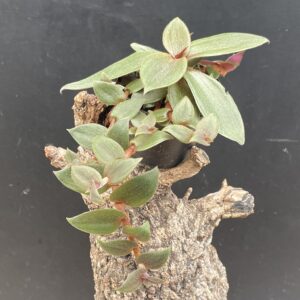 Cyanotis beddomei (Teddy Bär Wein)