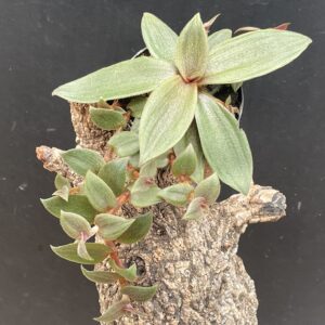 Cyanotis beddomei (Teddy Bär Wein)