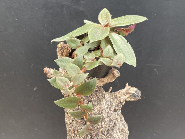 Cyanotis beddomei (Teddy Bär Wein)