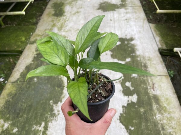 Epipremnum pinnatum 'Skeleton Key' – Bild 2