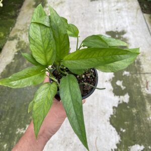 Epipremnum pinnatum 'Skeleton Key'
