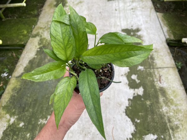 Epipremnum pinnatum 'Skeleton Key'