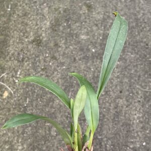 Maxillaria bolivarensis