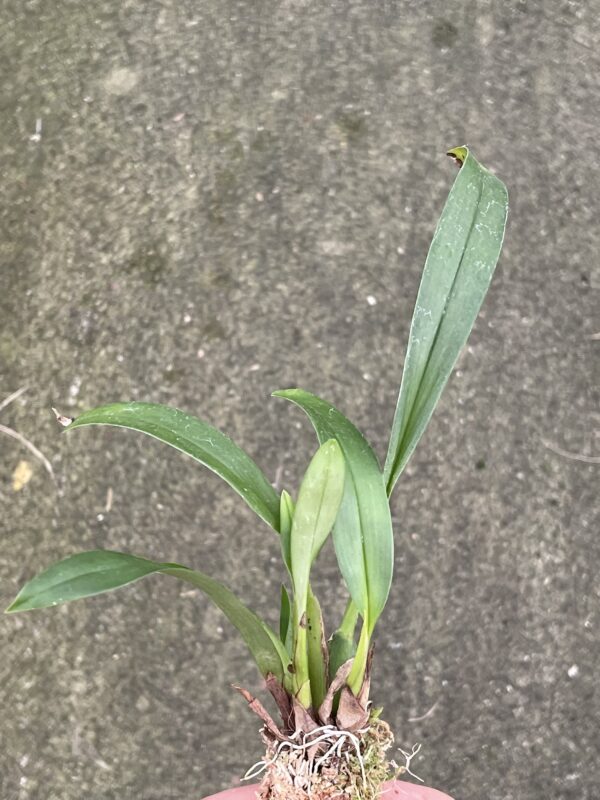Maxillaria bolivarensis