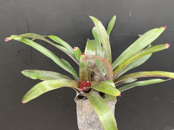 Neoregelia spectabilis 'Hojas Anchas' – Bild 4