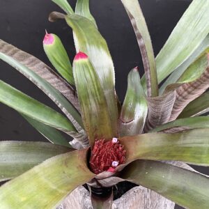 Neoregelia spectabilis 'Hojas Anchas'