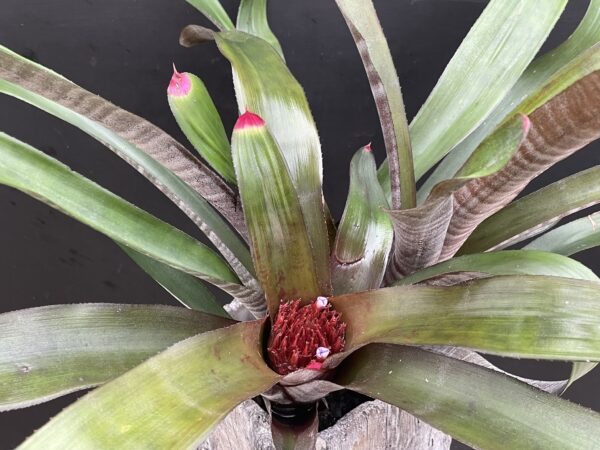 Neoregelia spectabilis 'Hojas Anchas'