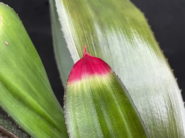 Neoregelia spectabilis 'Hojas Anchas' – Bild 2