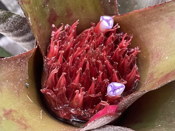 Neoregelia spectabilis 'Hojas Anchas' – Bild 3