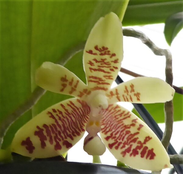 Phalaenopsis inscriptiosinensis – Bild 3
