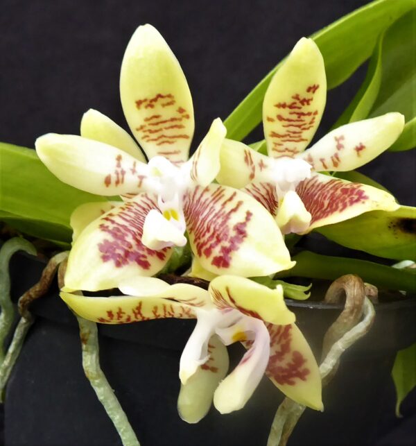 Phalaenopsis inscriptiosinensis – Bild 4
