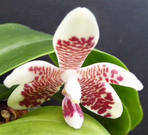 Phalaenopsis inscriptiosinensis – Bild 2