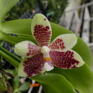Phalaenopsis inscriptiosinensis