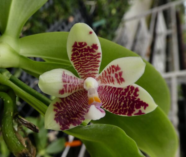 Phalaenopsis inscriptiosinensis