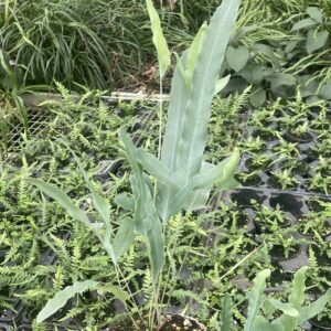 Phlebodium aureum (Blaufarn, Goldtüpfelfarn)