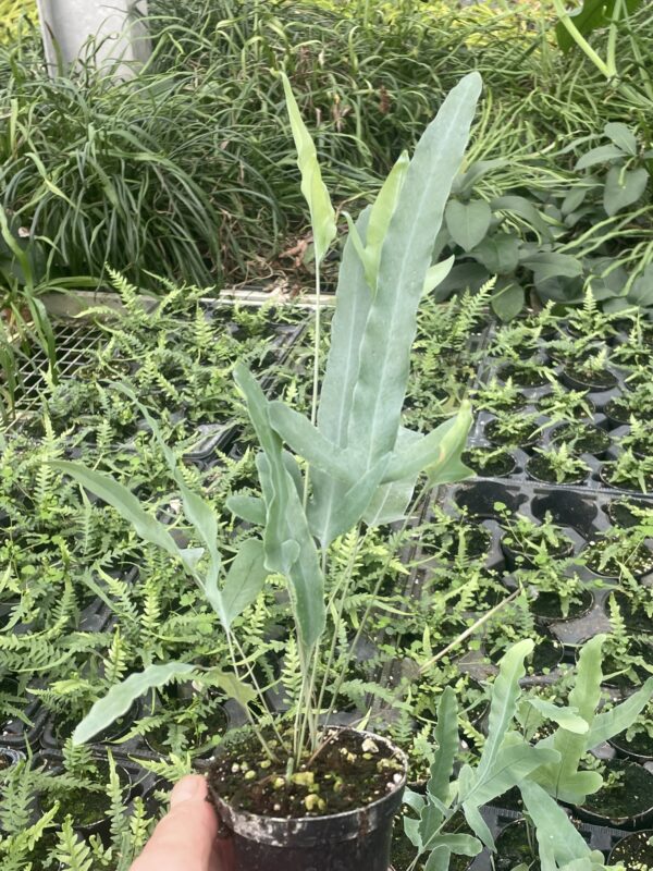 Phlebodium aureum (Blaufarn, Goldtüpfelfarn)