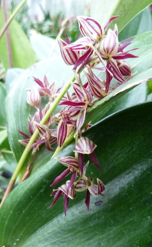 Pleurothallis secunda – Bild 4