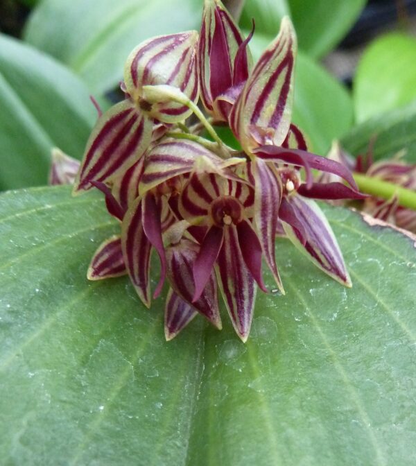 Pleurothallis secunda – Bild 3
