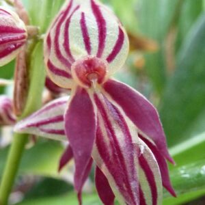 Pleurothallis secunda
