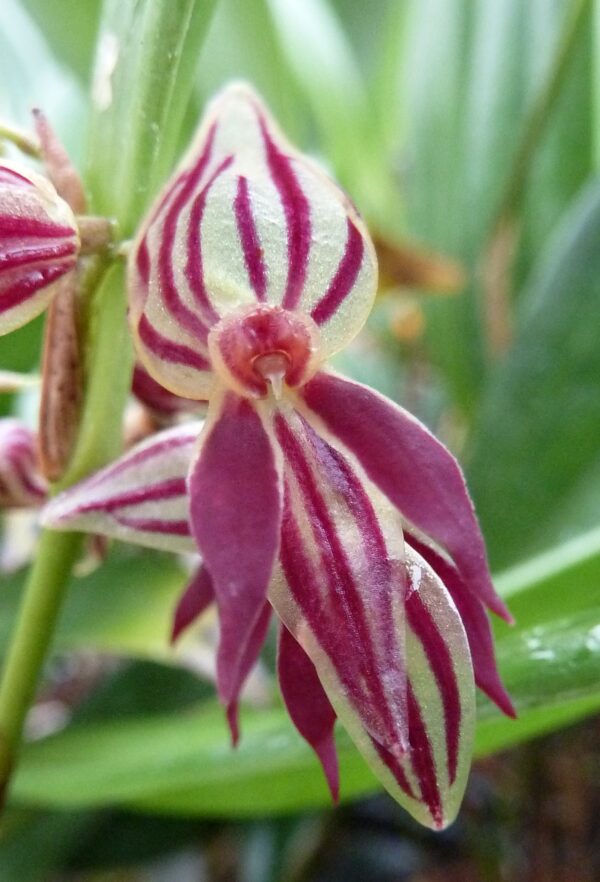 Pleurothallis secunda