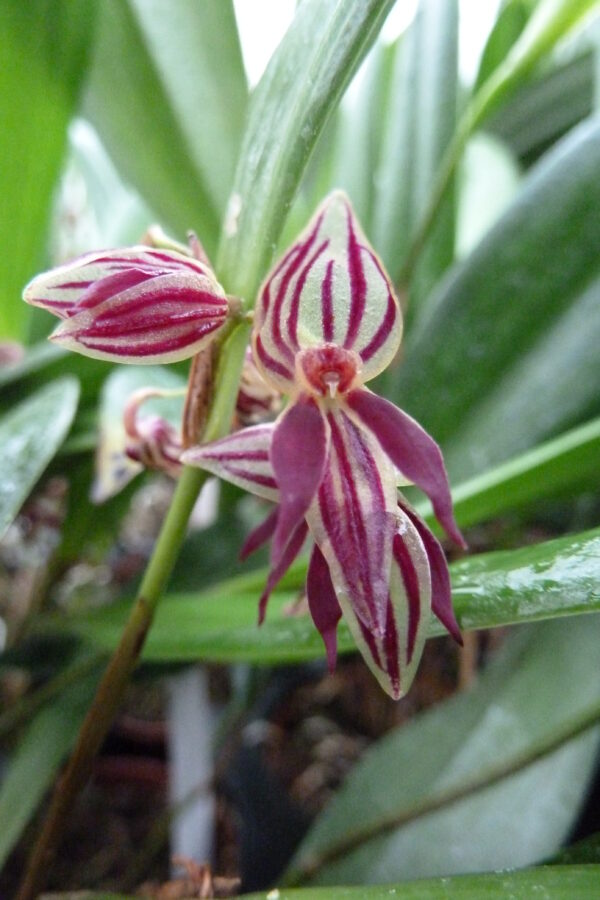 Pleurothallis secunda – Bild 2