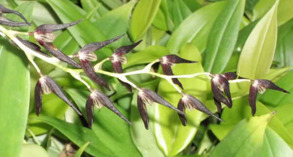 Pleurothallis tuerckheimii – Bild 3