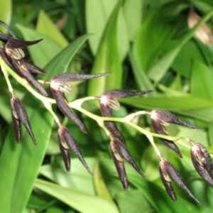 Pleurothallis tuerckheimii