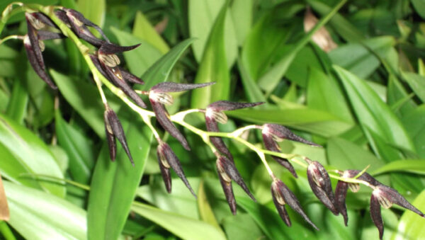 Pleurothallis tuerckheimii