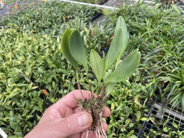 Pleurothallis tuerckheimii – Bild 2